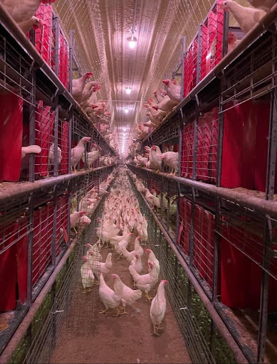 agriculture industry