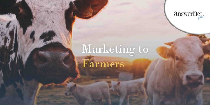 marketing to farmers blog - cows staring into camera in a field at sunrise